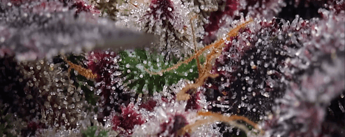 Goldys premium cannabis products